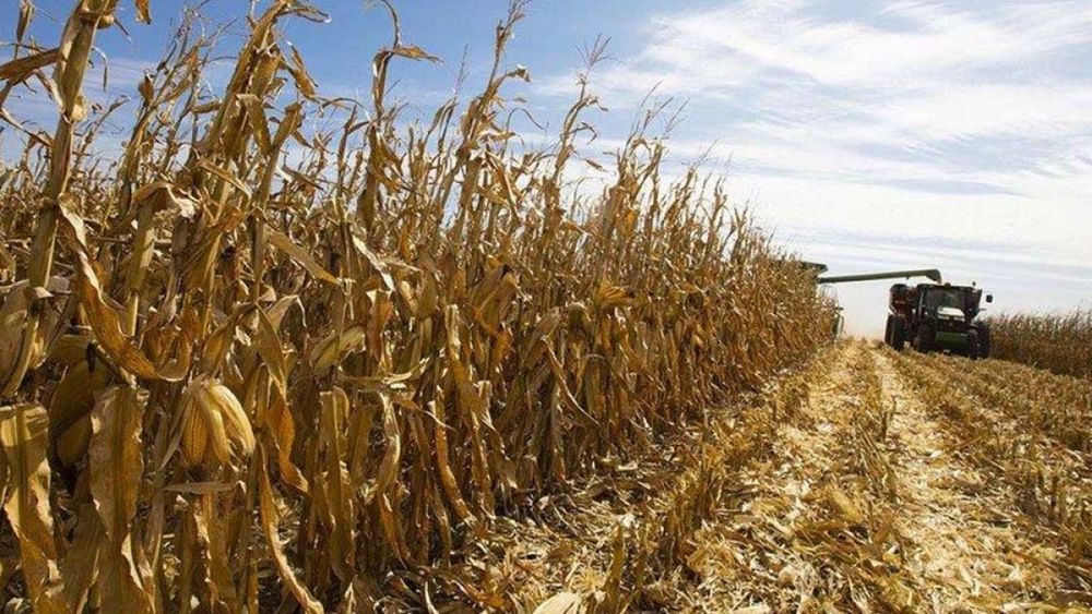 La cosecha de maíz avanzó un 20% en el área bahiense