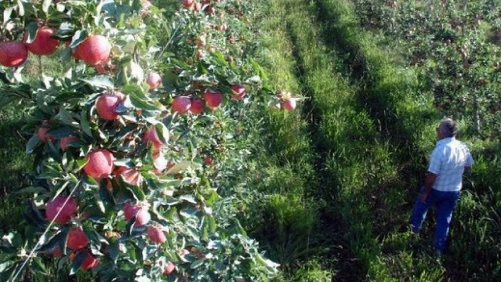 Exigen nuevas políticas públicas para una actividad frutihortícola "en baja"