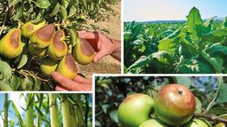 La nutrición es clave para reducir las brechas de rendimiento.