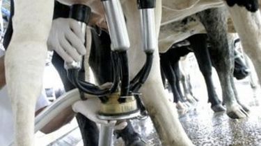 La producción de leche aumentó más de 9% en el primer cuatrimestre