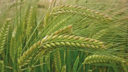 El nitrógeno llega directamente a las partes de la planta de trigo en crecimiento activo.