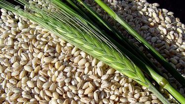 La cosecha de cebada obtuvo un récord histórico de producción