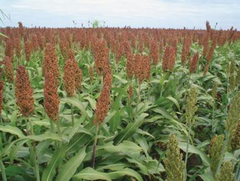 La superficie de sorgo granífero no crecería esta campaña 2012-2013