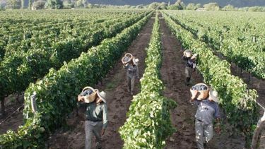 Proyectan una caída de 21% en la cosecha de uva para esta vendimia