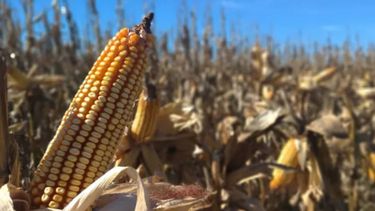 Recortan la estimación de cosecha de maíz en 6 millones de toneladas