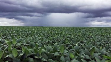 Lluvias alivian situación de stress termohídrico de región núcleo agrícola