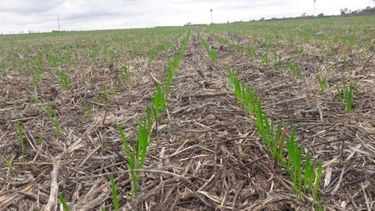 El área en sequía se incrementó en 10 millones de hectáreas