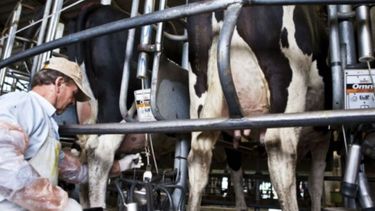 Extendieron la reducción de cinco puntos en el IVA para tamberos