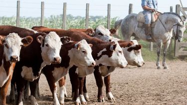 Para SRA, con las intervenciones del Gobierno "todos perdimos"
