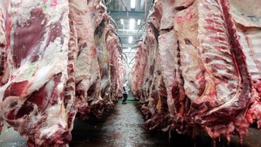 Detectan una caída mayor al 10 por ciento en la producción de carne