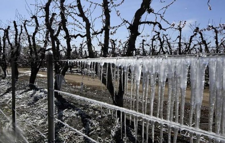 Declararon la emergencia agropecuaria en Mendoza