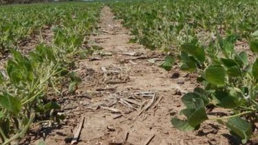 La sequía en Entre Ríos hizo que aparezcan las plagas
