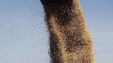 Compra adelantada de soja nueva alcanzó un récord