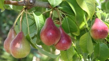 Los robots llegaron a los frutales para disminuir el uso de agroquímicos