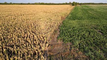 Emergencia agropecuaria para La Pampa y Misiones