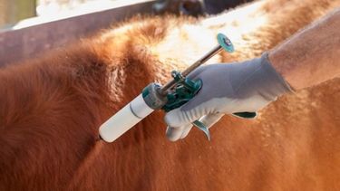 Invierten US$ 10 millones en una fábrica de vacunas contra la aftosa