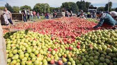 Exportaciones de frutas frescas subieron un 14% en el primer semestre