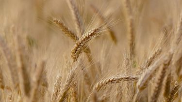 Estiman que la campaña de trigo tendrá una superficie de 7 millones de hectáreas