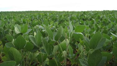 Precisión, eficiencia y resiliencia en los cultivos.