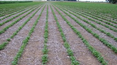 Unas 16 millones de hectáreas fueron sembradas con soja