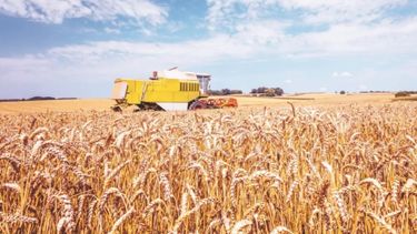 Esperan que la superficie destinada al trigo llegue a 1,64 millones de hectáreas