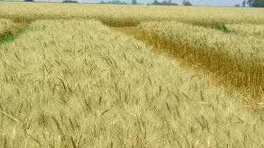 Amplían la estimación del área a plantarse con trigo en la 2014/15
