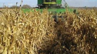 Suben las expectativas para las cosechas de soja y maíz