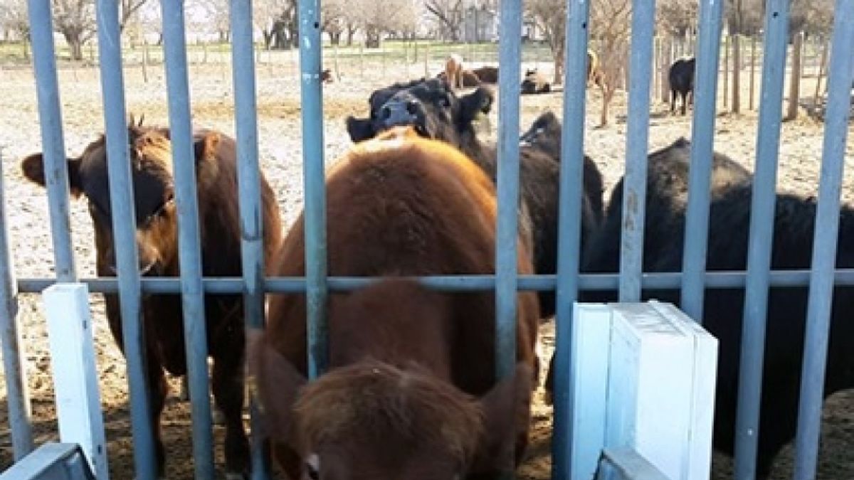 Ganadería 4.0 la era de las vacas con chips