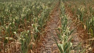 Buena condición del maíz en áreas de la Bolsa de Cereales bahiense