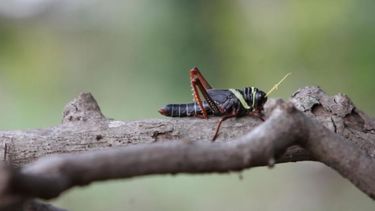 Senasa declaró el alerta fitosanitaria en todo el país