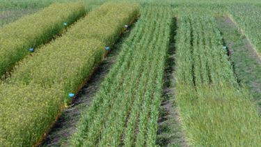 Estimaciones agrícolas de los cultivos de invierno