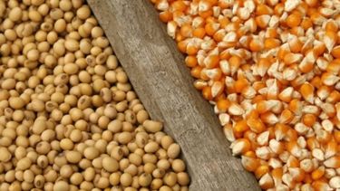 Alerta de plagas para la soja y el maíz