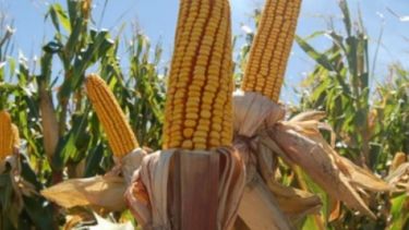 En Maizar apuestan a ampliar la competitividad del campo