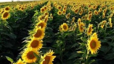 Reducen la estimación de la cosecha de girasol