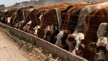 Malas señales de la actividad tambera y la cadena cárnica