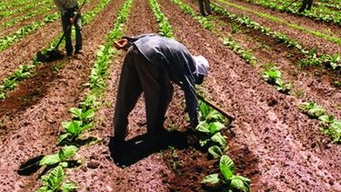 Subieron las deudas del sector agropecuario