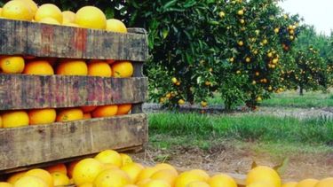 Remarcan que es difícil conseguir mano de obra para el sector cítrico