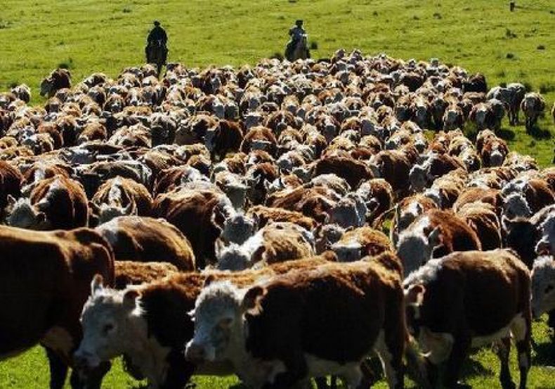 Despegó la actividad ganadera por un aumento de la faena de hembras