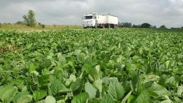 La soja bajó más de 38 dólares en la semana