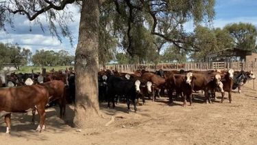 Recuperaron más de mil vacunos que desaparecieron de feedlot de ex dirigente rural