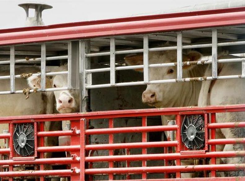 Crean nuevo certificado para el traslado de animales vivos