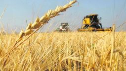 Señalan que será récord el ingreso de divisas por el trigo