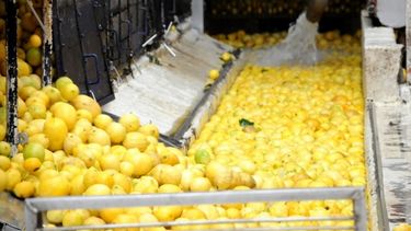 AFIP extendió beneficios para la cadena citrícola en ocho provincias