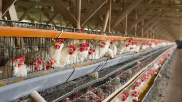 Argentina recuperó su estado de país libre de influenza aviar.&nbsp;