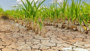 Sequía: Productores bonaerenses podrán acceder a beneficios