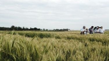 Esta herramienta online te ayuda a elegir qué tipo de trigo sembrar