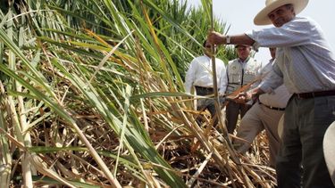 El Estado provincial volverá a subsidiar a los productores del sector.