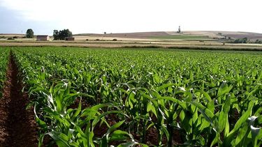 Proyectan una demanda externa sostenida de los productos agropecuarios