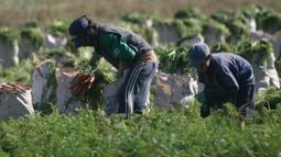 Empleados "esclavos" del campo recibirán beneficios sociales