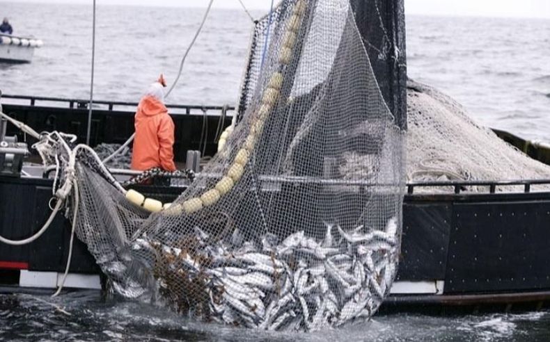Restringen la pesca incidental de merluza negra
